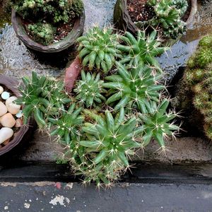 assorted cactus 🌵