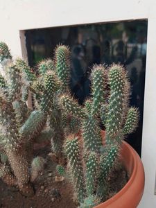 Cactus Plants