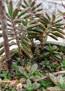 Kalanchoe Plant Tow