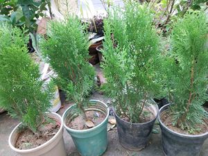 Morpankhi Plant (Pack Of 2)