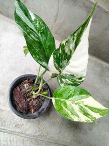 Houseplants collection combo