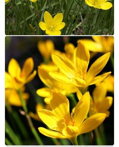 Yellow Rain Lily Bulbs