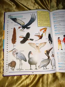 Grolier Children&#39;s Dictionary At Discounted Price