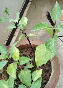 Sontakka plant With Black Dhatura