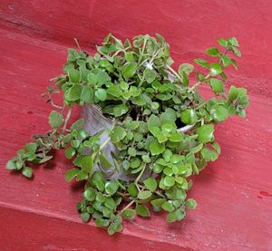 Pilea Depressa/Plant 🌵 &amp; pot