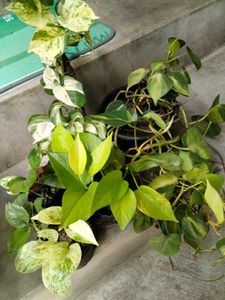 pothos varities combo offer