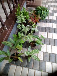 10 Live root plants