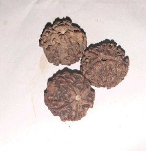 3 Vintage Panch Mukhi Rudraksh