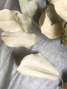 Herbal Dry Sandalwood(Chandan) Leaves 100gm