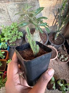 Fairy Castle Cactus
