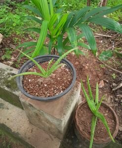 Aloe Vera Plant (3 Plants)