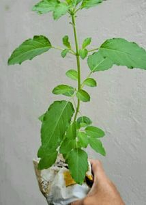 Set 2 Tulasi &amp; Monet Plant