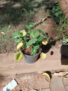 Plants Combo Of 5