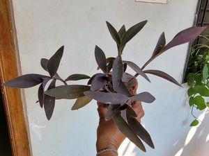 3 set evergreen Plants🪴