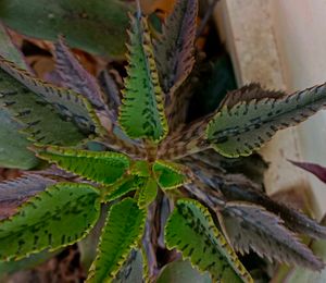 cutting and some live plants without pot