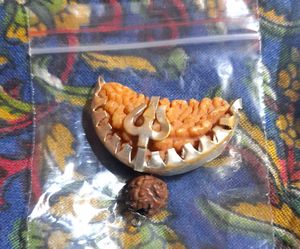 Original Nepali 1 Mukhi Rudraksh/Original Rudraksh