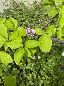 PINK AD STONE EARRINGS FOR WOMEN’S