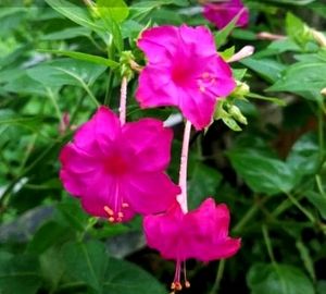 4&#39;०Clock 🟪Pink Flower Plants Seeds