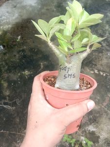 Adenium Arabicum (Godji SMS)
