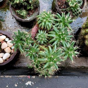 assorted cactus collection