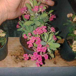Flowering Crown of Thorns Plant with pot