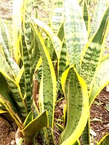 Striking Snake Plant