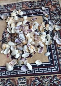 Sea Shells For Decor