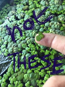 Phyllanthus fluitans-Red root Floaters Live