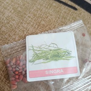 Variety Of Beans Seeds