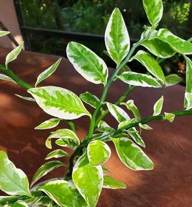 3 Variegated Devil&#39;s Backbone Plant