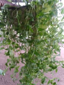 Turtle Vine Green Live Plant
