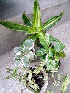 4 Varigated Plants
