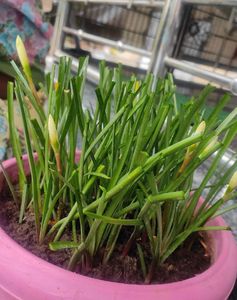 Plants
