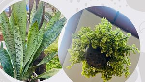 Compo Of Snake Plant And Other
