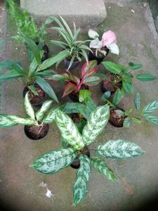 10 Live plants without pot