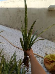 Combo Of Live Snake Plant -2 And Seeds