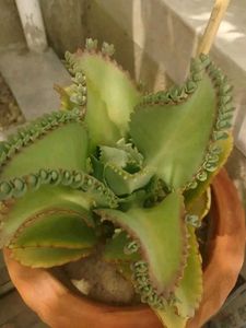 Kalanchoe Daigremontiana (Mother of Thousands)