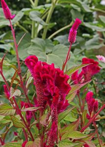 Beautiful Cockscomb Flower Plants