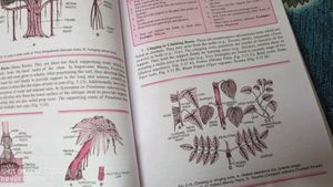 TRUEMAN&#39;s Biology Refer. for 11th&amp; 2 FREE BOOK