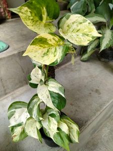 pothos varities combo offer