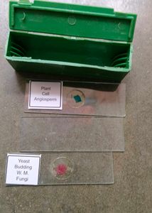 ZOOM SCOPE | Glass Ball Microscope |