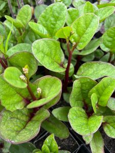 Malabar Spinach (Basella alba),