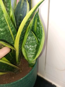 5 Varieties Of Snake Plant Or Senseveria