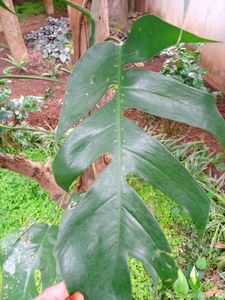 Monstera Variety Money Plant