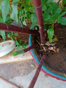 Healthy Insulin/ Sugar Live Plant Stem Cuttings