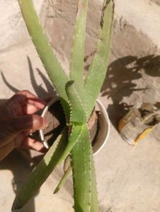 Combo Of Medicinal Plant