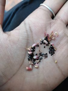 Red Cockscomb (Velvet) Flower Seeds