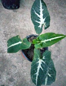 Indoor Plant Collection