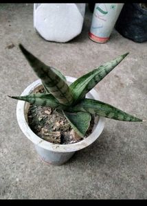 6 Different Varieties Of Sansevierias Combo Offer