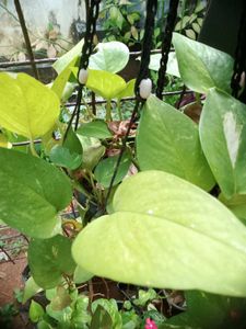 11 Live Root Plants
